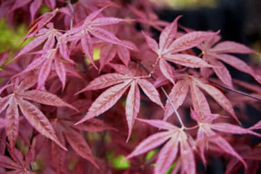 Acer palmatum 'Shojo nomura' - mapleridgenursery